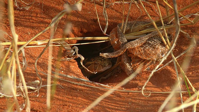 粉扑蛇躺在洞里，旁边掉了皮/南非西北省视频下载
