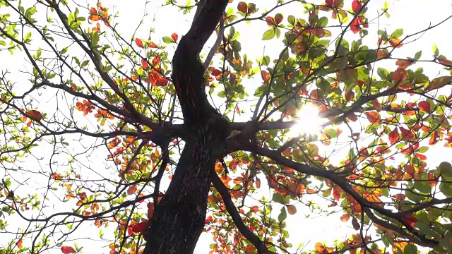 树自然，多利短4k视频素材