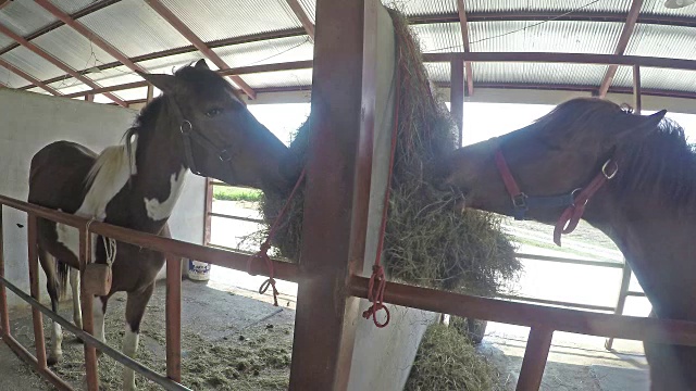 棕色的马在马厩里吃干草视频素材