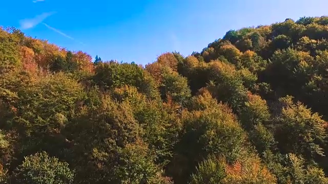 山水秋林视频素材