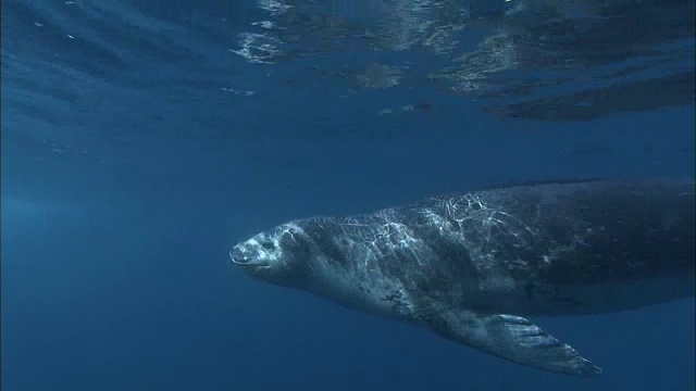 海豹在水下寻找食物视频素材