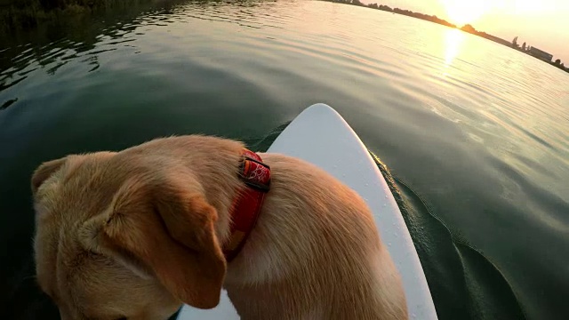 日落时分，一名男子和他的狗在冲浪视频素材