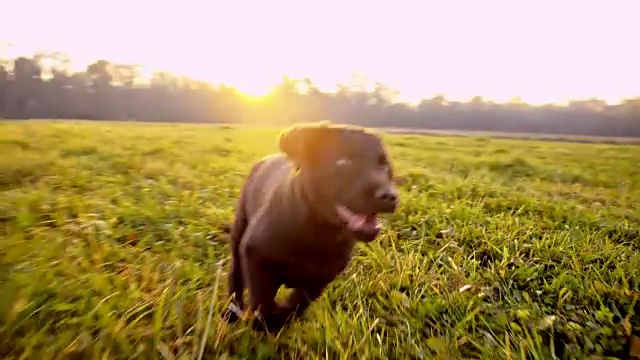 一只在草地上奔跑的拉布拉多小狗视频下载