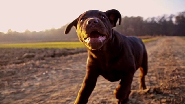 一只小拉布拉多猎犬在田野上奔跑视频下载