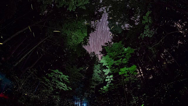 美丽的萤火虫在大烟山国家公园的夜晚出现的时间流逝序列。视频素材