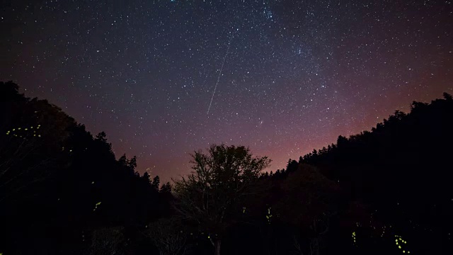 萤火虫在大烟山国家公园的夜晚飞行。视频素材