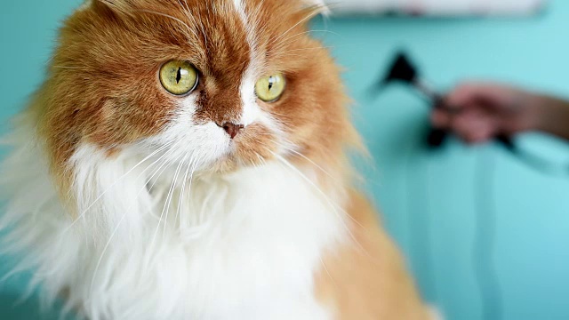美丽的红猫在兽医诊所视频下载