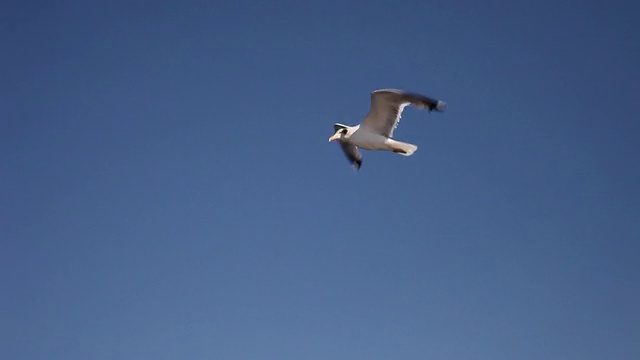 海鸥飞过帕斯曼岛，科尔纳蒂国家公园视频下载