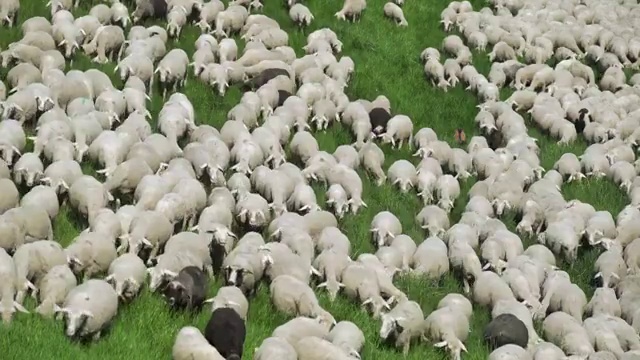 春季草地放牧羊群(4K/UHD)视频素材