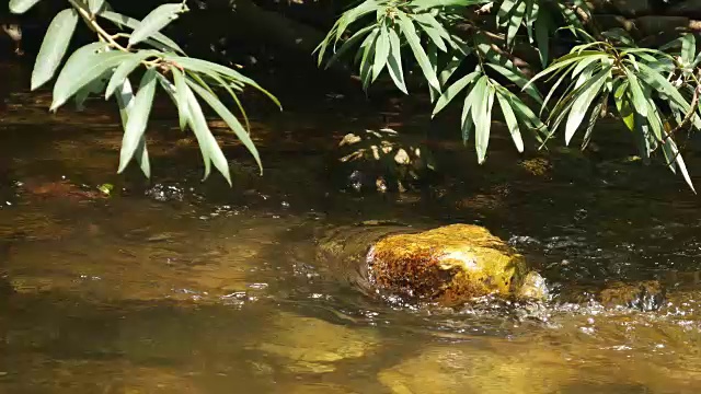 流动的河流和自然之美视频素材