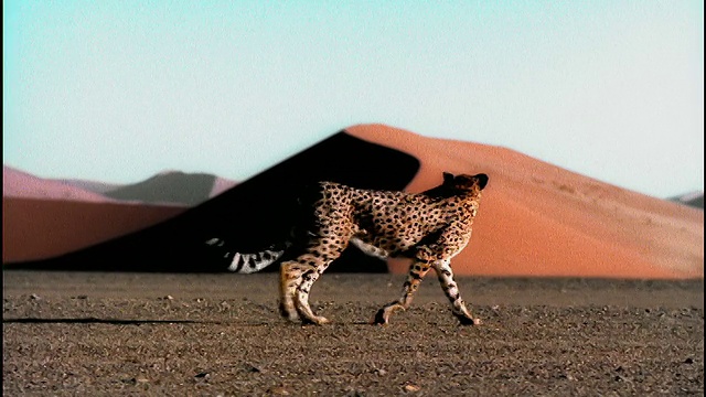 慢镜头PAN猎豹在沙漠中行走/黑人男性运动员跑过去的背景/纳米比亚，非洲视频下载