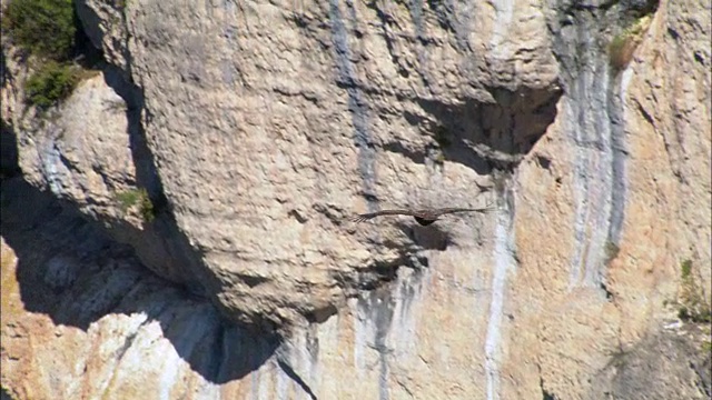 秃鹰在悬崖边飞行-鸟瞰图-朗格多克-鲁西永，Lozère，弗洛拉克区，法国视频下载