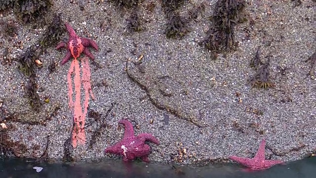 阿拉斯加锡特卡湾海星耗损病的三个阶段视频下载
