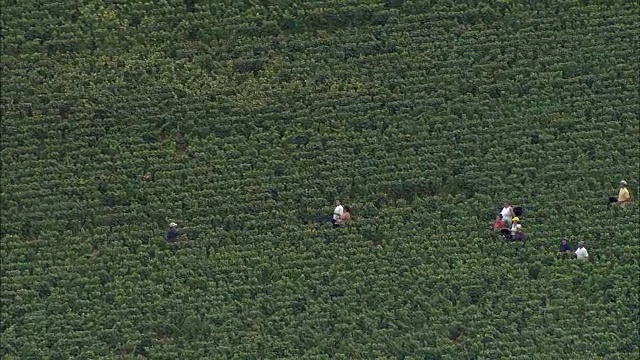 法国布尔贡，法国博恩区，金多尔区，莫索附近的葡萄采摘鸟瞰图视频素材