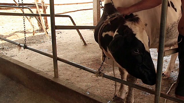 在本地农场，农民在给新生母牛后给母牛注射视频下载