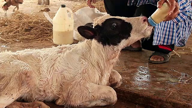 用奶瓶喂小牛宝宝视频素材