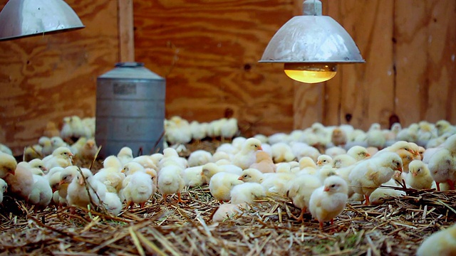 MS SLO MO在稻草上和灯光上拍摄的小鸡/查塔姆，密歇根州，美国视频下载
