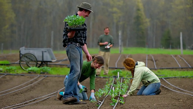 WS SLO MO有机农民手工种植成行蔬菜的观点/查塔姆，密歇根州，美国视频下载