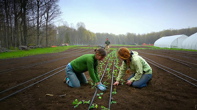 MS SLO MO拍摄的有机农民用手种植成行蔬菜，两名年轻妇女在前面，两名年轻男子在后面/查塔姆，密歇根州，美国视频下载