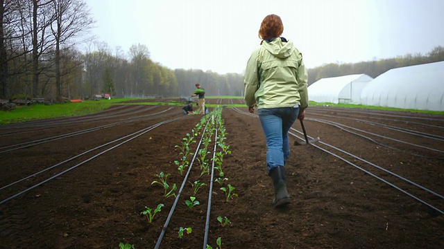 MS SLO MO拍摄的有机农民种植一排排蔬菜，妇女起身走开，跳过植物排/查塔姆，密歇根州，美国视频下载