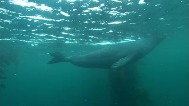 豹海豹在水下游泳视频素材