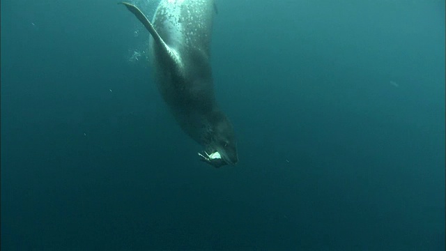 猎豹海豹狩猎帽带企鹅视频素材