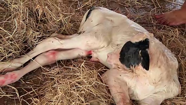 当地农场的农民剪断新生牛犊的脐带视频素材