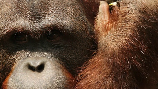 猩猩检查柳条篮子，取出棉花花蕾，然后把它放在耳朵里，然后嗅它。视频下载