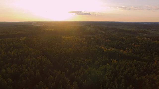 美丽的森林树木在晚霞视频下载