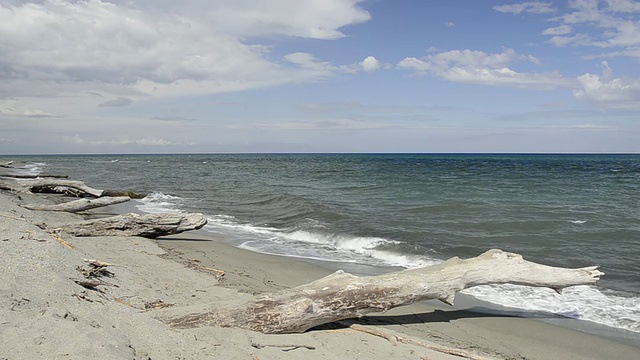 浮木在自然保护区的沙滩/ Aleria，科西嘉，法郎视频素材