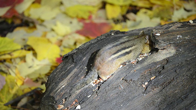 美国印第安纳州瓦尔帕莱索，一名东部花栗鼠(Tamius striatus)在秋叶中收集葵花籽和花生视频素材