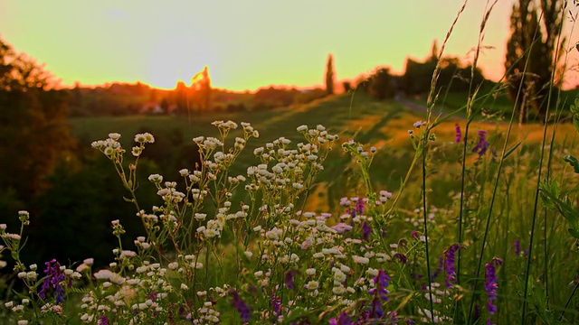 MS DS夕阳下的草地花朵视频素材