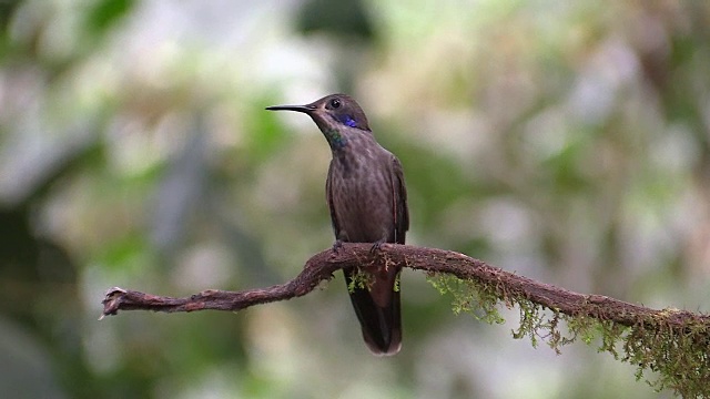 棕色紫罗兰蜂鸟，安第斯，厄瓜多尔视频下载