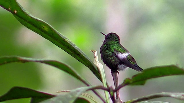 绿色刺尾蜂鸟，安第斯，厄瓜多尔视频下载