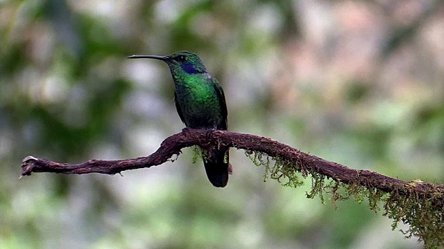 绿色紫罗兰蜂鸟，安第斯，厄瓜多尔视频下载