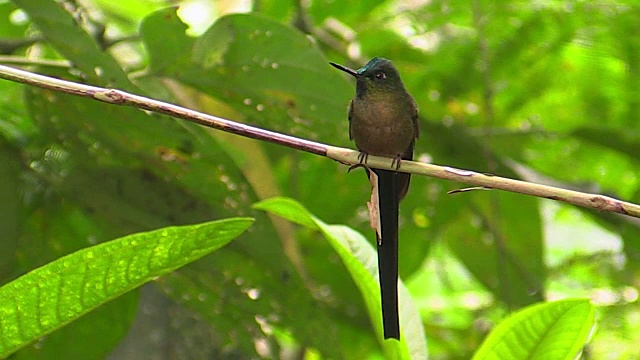 紫罗兰尾蜂鸟，安第斯，厄瓜多尔视频下载