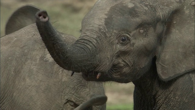 幼年非洲森林象，中非共和国视频素材