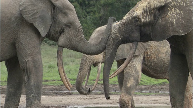 非洲森林象(L.a.cyclotis)在空地，中非共和国视频素材
