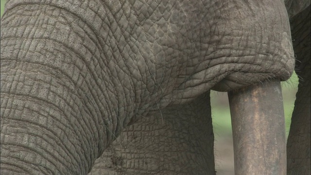 非洲森林象(L.a.cyclotis)饮用，中非共和国视频素材