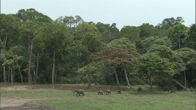 非洲森林象(L.a.cyclotis)进入空地，中非共和国视频下载