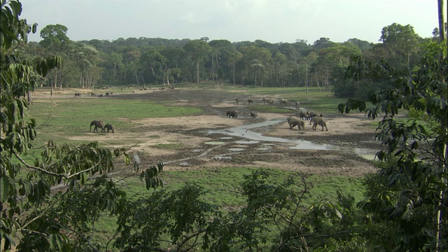 非洲森林象(L.a.cyclotis)在空地，中非共和国视频下载