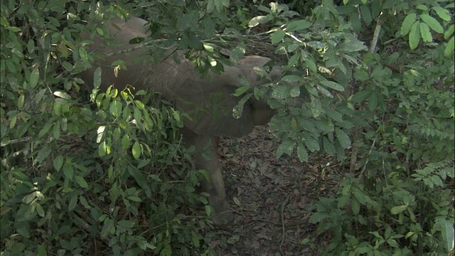 中非共和国森林中的非洲森林象(L.a.cyclotis)视频素材