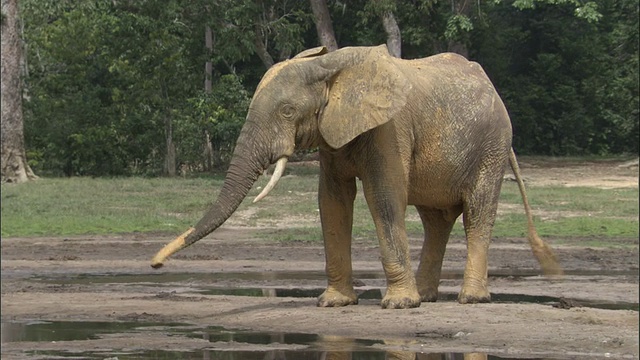 非洲森林象(L.a.cyclotis)在空地上，中非共和国视频素材