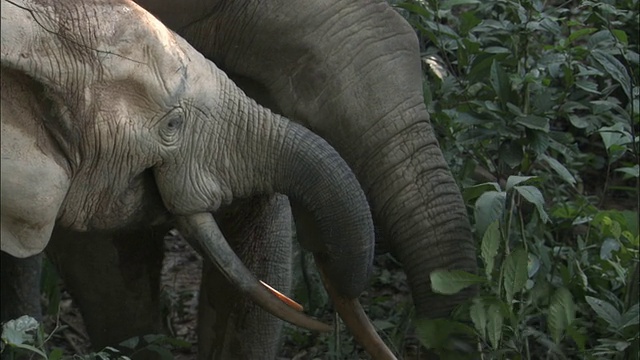 中非共和国森林中的非洲森林象(L.a.cyclotis)视频下载