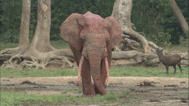 被红泥覆盖的非洲森林象，中非共和国视频素材