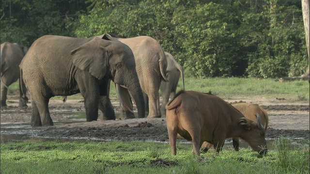 森林水牛和大象在空地上，中非共和国视频素材