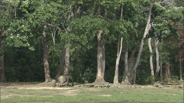 非洲森林象和幼象进入森林，中非共和国视频素材