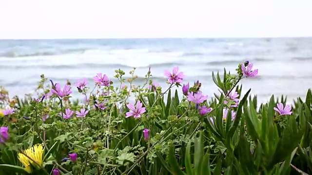 以海洋为背景的花朵。视频下载