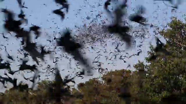 猫头鹰在云中捕猎，飞翔着德克萨斯的墨西哥无尾蝙蝠视频素材