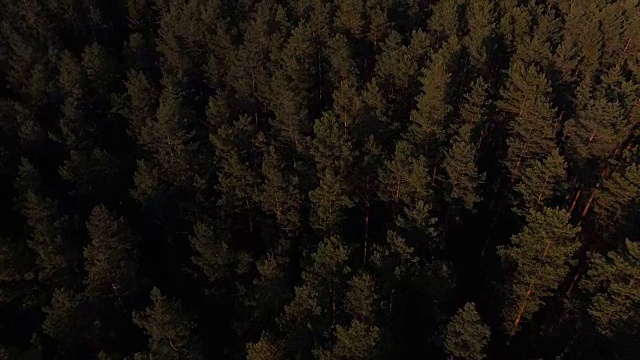 美丽的森林树木在傍晚的阳光视频素材